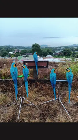 Alto - Chiko - Zet - Bos - Jet 🚀🚀🚀 @Nanda Parrot bangka  @Aris | BMP @gustiferzi @dekki #macawlovers #freeflyingparrot #fypシ #freeflying #bangkabelitung 