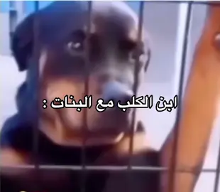الكلب كلب ما يخلي حركاته 😂#pov #صعدو_الفيديو #ksa #الشعب_الصيني_ماله_حل😂😂 