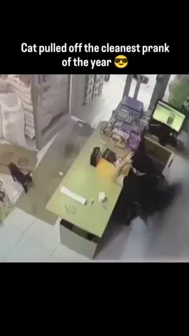 Cat PRANK 🤣