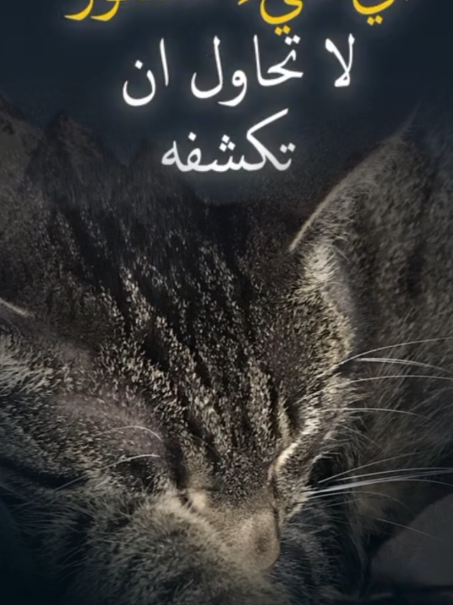 #قططتي #foryoupage #fyp #cat
