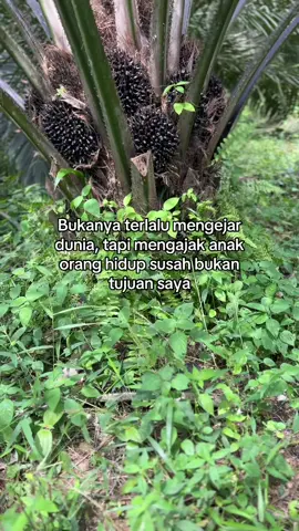 #sawit #sawitontiktok 