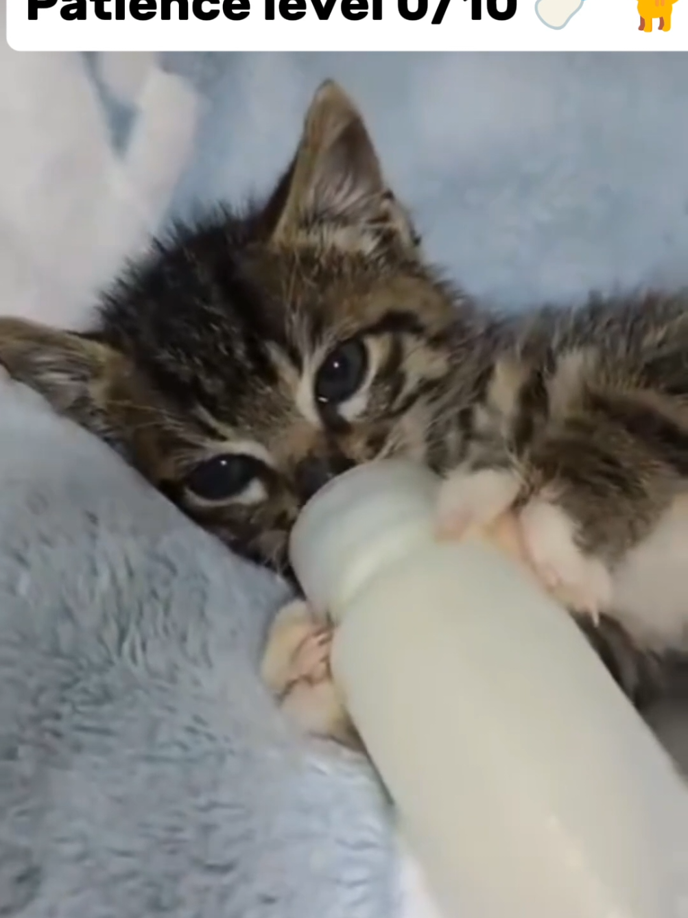 From polite meows to full-on chaos 🍼🐱 Follow us! 💕  #kitten #milk #food #cute #cat
