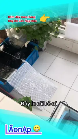 Cá không thichd nước 🤣 #laonap 