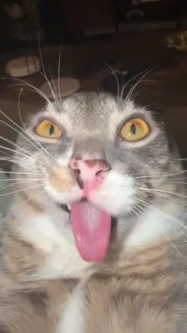 #cat #cats #catsoftiktok 