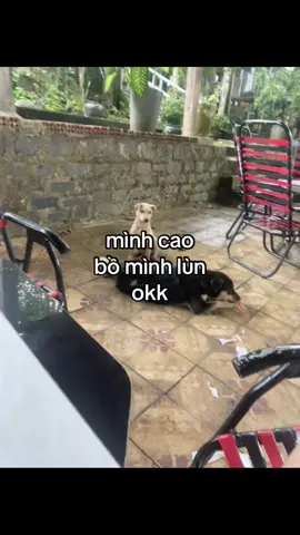 ảnh lùn mà ảnh dthw ó#dthw #tìnhyêu #fyp #