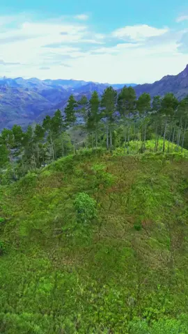 🌲🌲 #dantepineenrekang #enrekangsulawasiselatan #enrekangduri #sulawesiselatan  backsound @om.duds 