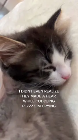 #cat #catlover 
