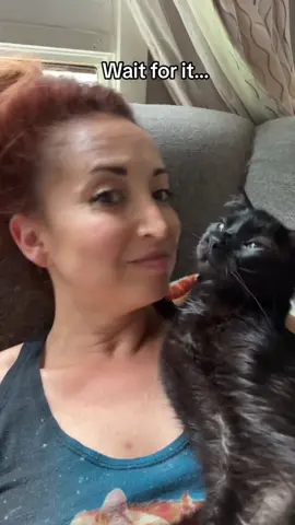 #cat #catsoftiktok #cats 