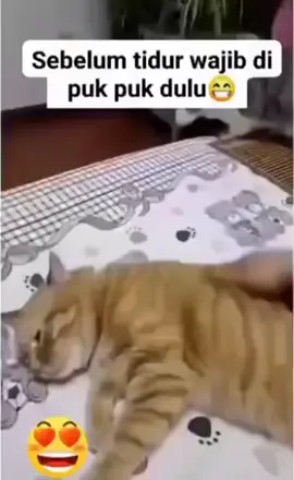 Bayi Besar 😻 #kucing #kucingtiktok #kucinglucu #kucinggemoy #kucingoren 