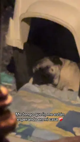 #fyp #parati #foryou #pug 
