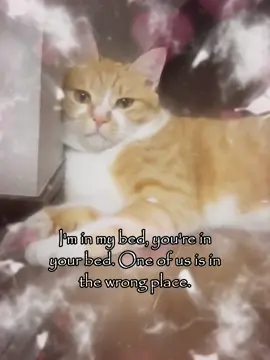 in wrong place 🥹 #couple #relatable #couple #meme #cattok 