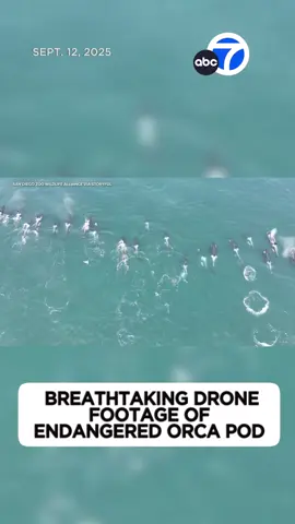 Stunning drone video is giving us a rare close-up of an endangered orca population off the coast of Washington state. The video shows the killer whale pod swimming together in the Salish Sea. Scientists reported seeing a new whale calf swimming with one of the family groups in the pod while they were collecting samples.
