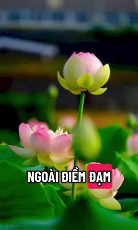 Bình tĩnh sống 02.10.2025 #binhtinhsong #chualanhtamhon #camxuctichcuc #truyendongluc #tichcucmoingay 