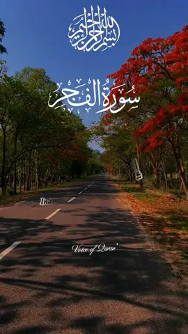 Let Your Heart Connect to Quran 💛📿   #VoiceOfQuran #SpiritualTilawat #IslamForYou #DivineWords #PeacefulRecitation  
