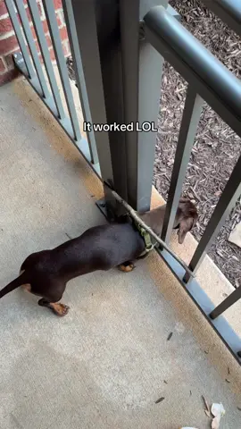 I just knew he would try to escape 💔 #dachshund #dachshundsoftiktok 