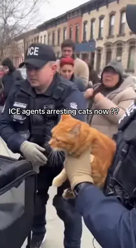 Ice agents arresting cats now???