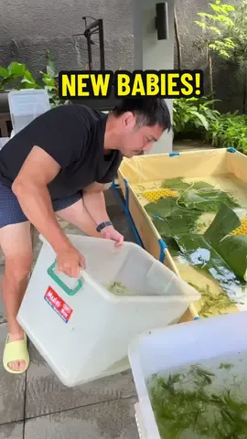 Tito era ba ‘to o walang love life lang? 😂 Kaya eto, crayfish babies muna! 🦞 Thanks to Sesep, crayfish expert, luto agad: patis & pepper, halabos, at ginataang kalabasa with crayfish 🤤🔥 Sesep’s Farm Ang crayfish ay parang isang freshwater lobster. Malasa, mabilis lumaki, at magandang kabuhayan. 🙌 👉 Abangan sa next video—mag-aalaga na tayo ng crayfish dito sa bahay! ❤️ #Crayfish #crayfishfarming #TitoEra #titomarvs #marvinagustin 