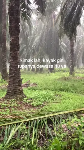 #sawitontiktok #sawitriau #fypp #fyp  