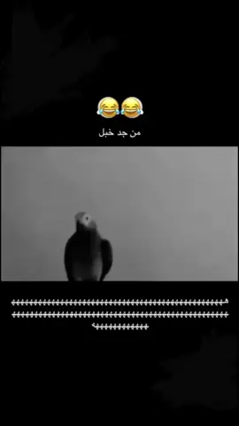 #كوكو_الخبل🤣 #سعيد_بن_تركي #foryou #اكسبلورexplore #