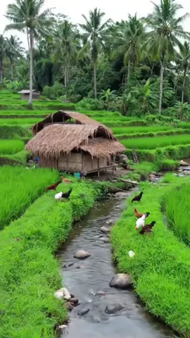 Alam desa yang indah #panoramaalam #pesonadesa  #beutiful #nature  #fyppppppppppppppppppppp 