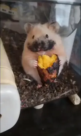 #hamster #hamsterhoinach #chuothoinach 