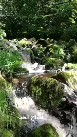 #صباح الخير 