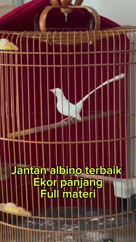 JANTAN ALBINO TERBAIK EKOR PANJANG FULL MATERI.!!#muraibatuindonesia #muraibatualbino #muraibatuwarna 