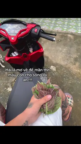 V nha #xuhuong #xh #đờisống 