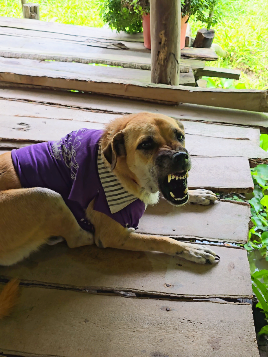 Gấu idol Phần 820: Về đi, mai 6h sáng tao qua sớm, tao đang ngủ trưa, bực hết cả chó hà😁😁😁#dog #trending #petcung #xuhuong 