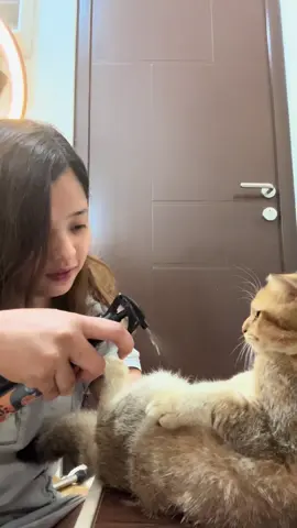 Caraku basmi kutu kucing membandel !!  . . #spraykutukucing #obatkutukucing #naturalcatflearemover #goldenpawid #viral @goldenpaw.id 