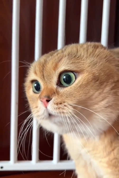 😂😂😂#kittylove #cutecats #catsoftiktok #comedycats #lolcats #funny #cat #foryou #fyp #foryoupage #funnyvideos #cute #pet #cutecat #animal #animalsoftiktok #usa #catlover #cats #funnycat   