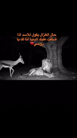 ونعم الغزال انتي من بين الغزلان 😪👌🏻❤️#اللحن_الحزين💔 #مشاغب_نجران #اللحن_الحزين💔😴 #اكسبلورexplore #نجران_الان @اللحن الحزين✔️ 
