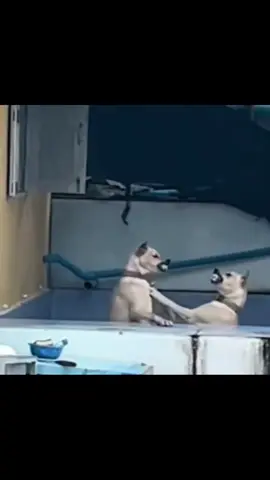 #tiktok #xh #xuhuong2025 #duet #hàihước  Độ hóng kịch trần!