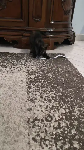 Kitty  #fyp #cutecats #catvideo #viralvideos #tiktokcatsvideos 