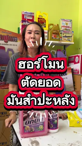 บิ๊กบิ๊กฮอร์โมนลงหัวมันสำปะหลัง#ชาวไร่ชาวสวน #ชาวไร่ชาวสวน #ชาวไร่มันสําปะหลัง💪🏻 #ชาวไร่ #ไร่มันสําปะหลัง 