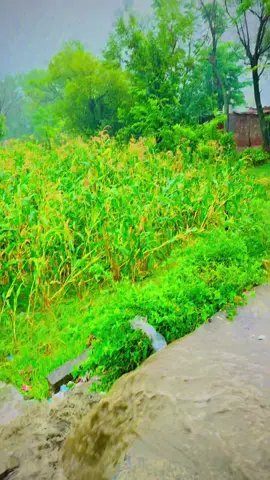 Nari nari baran ⛈️🌈🦋🌧️⛄️🏜️☘️🍁🌾🌸☔️ #viraltiktok #trendingvideo #foryou #trending #burhan_tv      