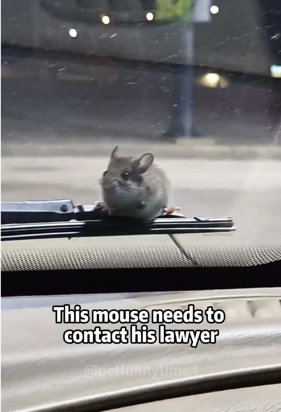 Mouse 🐭 #mouse #funny #viral #foryou #fyp 