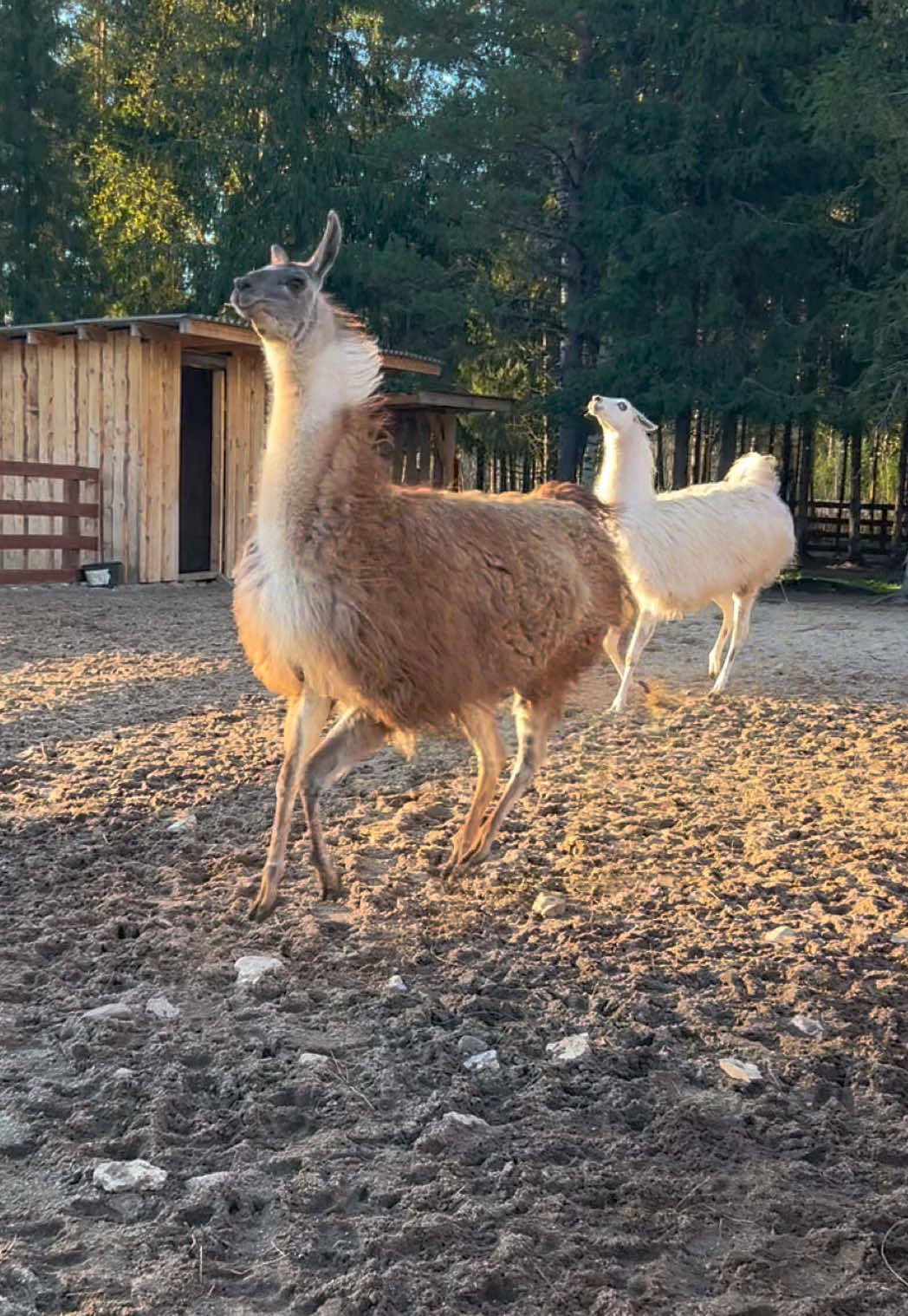 Meie vahvad kepslevad laamad 😀 Tule meile külla! :) Oleme avatud L-P kell 12-17 #metsakuurort #metsakuurortiloomapark #loomapark #loomaaed #laamad 