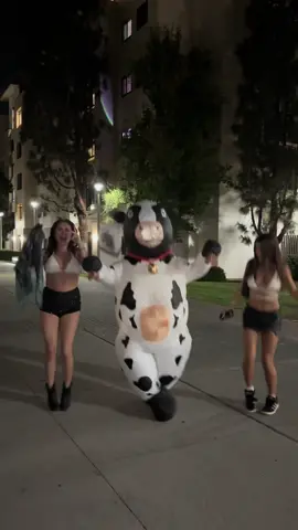 It’s the 1st of the month #cows #wakeupitsthefirstofthemonth #1stofthemonth #firstofthemonth #trend