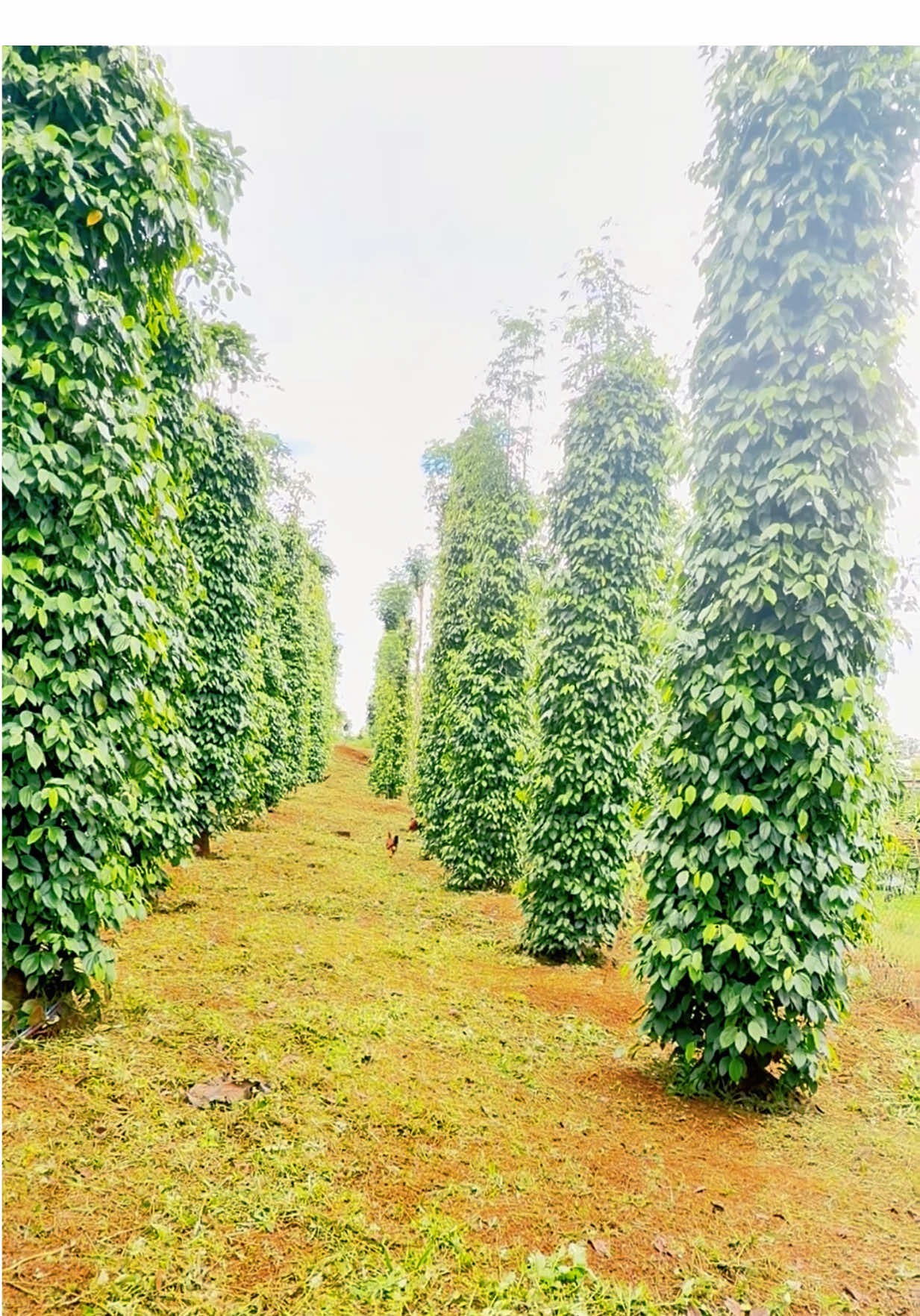 Công nhận phát cỏ xong cái nhìn vườn sạch đẹp hơn lúc chưa phát cỏ#lyminhtan1981 #phatco #vuondep #tiktok #xu_huong @TỔNG HỢP PTH🐎💯 @Trương Hằng HD @Zũ Ka @Thanhtuyền__