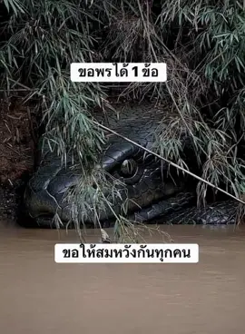 งูยักษ์กลายเป็นหิน ขอพรได้ 1 ข้อ ขอให้สมหวังกันทุกคนนะคะ #งูยักษ์ทีใหญ่มาก #ตำนานพญางูยักษ์ลุ่มน้ำเข็กน้อย #เขาค้อ #เพชรบูรณ์