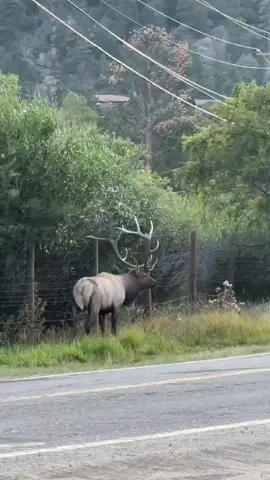 #elk #hunting #fyp#usa🇺🇸  #foryoupage 