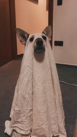 Vorsicht - könnte gruselig sein #ghost #dog 