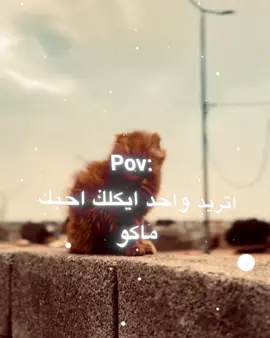 #اكسبلور #الشعب_الصيني_ماله_حل😂😂 #مالي_خلق_احط_هاشتاقات #عراقي_مسرع #اغاني_عراقي 