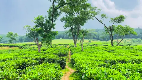 অথচ সেই জানলোই না তাকে নিয়ে আঁকড়ে ধরে বাঁচতে চাইছিলাম সারা জীবন... 🥺💔🥀#fyppppppppppp #foryou #foryoupage #viral #tiktokofficialbangladesh 