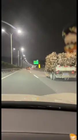 phát hiện đoàn vịt kêu lạ #vịt