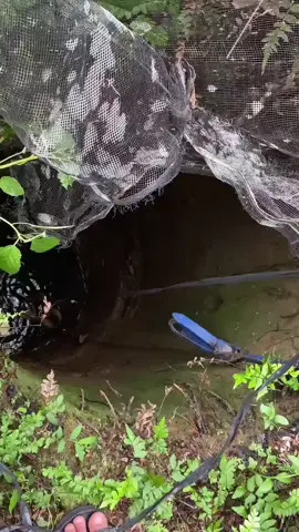 ular cobra dalam seumur warga#lewatberanda #lewatberandafyp 