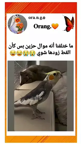 #الشعب_الصيني_ماله_حل😂😂 #trending #fyp #explor #محتوى_ترفيهي 