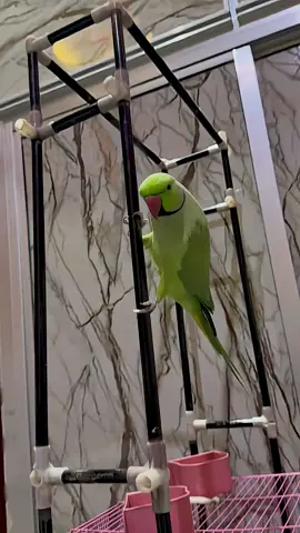 Soo beautiful parids #viral_video #foryou #1M #fyp 