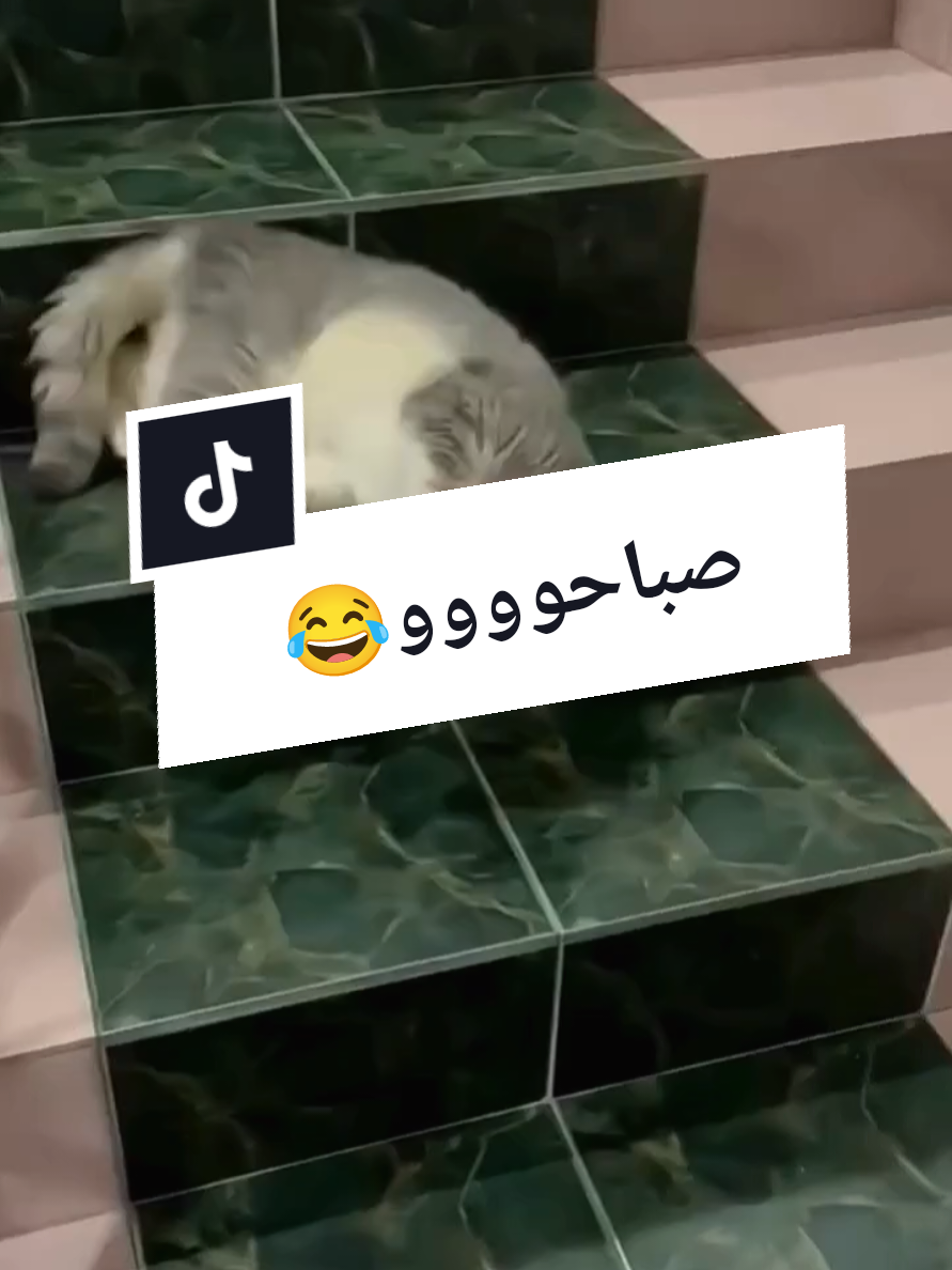 #صباح_الخير #صباحو #نشاط #ضحك #كوميدي 